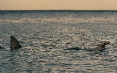 Vibrant Serene Wallpaper Nature Wallpaper 4K 1680x1050 A, Serene, Ocean, Scene, Featuring, Dog, Swimming, Shark, Fin, Emerging, Nearby, Capturing, Gray, Ultrawide
