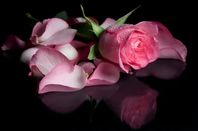Moody Close Wallpaper Black/Dark Wallpaper 4K 3008x2000 A, Close-up, Of, Pink, Rose, And, Its, Petals, Dark, Surface, Showcasing, Their, Gray, White, Ultrawide, QHD