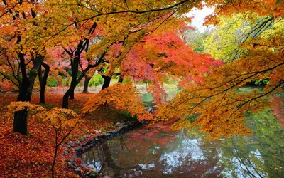 Bright Serene Wallpaper Nature Wallpaper 4K 1920x1200 Hd, Pc, Desktop, Wallpaper, Featuring, A, Serene, Nature, Scene, Vibrant, Fall, Foliage, White, Brown, Ultrawide, Full HD