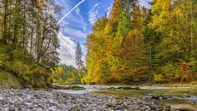 Vibrant Fall Forest Nature Wallpaper 4K 7680x4320 A, Vibrant, Fall, Forest, Beside, Gently, Flowing, River, Under, Partly, Cloudy, Sky, Gray, Pink, Ultrawide, 4k