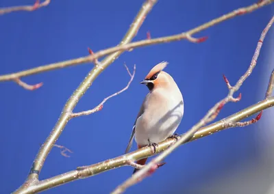 Vibrant Animal Wallpaper Animals Wallpaper 4K 1920x1363 Animal, Bird, Hd, Desktop, Wallpaper, Background, Image, Red, Brown, Landscape, Full HD