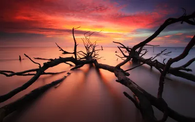 Crisp Driftwood Wallpaper Nature Wallpaper 4K 2560x1600 Driftwood, Branches, Stretch, Across, A, Glassy, Shore, Under, Vivid, Sunset, Warm, Oranges, Gray, Pink, Brown, Ultrawide, QHD