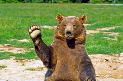 Radiant Large Wallpaper Abstract Wallpaper 4K 2949x1953 A, Large, Bear, Waving, Its, Paw, Set, Against, Vibrant, Green, Field, High-definition, Gray, White, Brown, Ultrawide, QHD