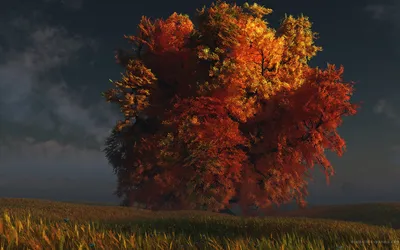 Radiant Landscape Wallpaper Nature Wallpaper 4K 1680x1050 Hd, Desktop, Wallpaper, Featuring, A, Stunning, Landscape, With, Vibrant, Autumn, Tree, Field, Brown, Orange, Ultrawide
