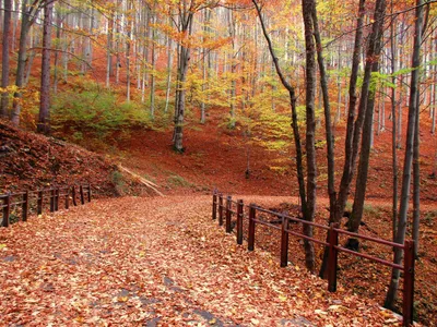 Dark Serene Wallpaper Nature Wallpaper 4K 5152x3864 4k, Ultra, Hd, Wallpaper, Of, A, Serene, Fall, Forest, Scene, Leaf-covered, Path, Orange, Gray, Purple, Landscape