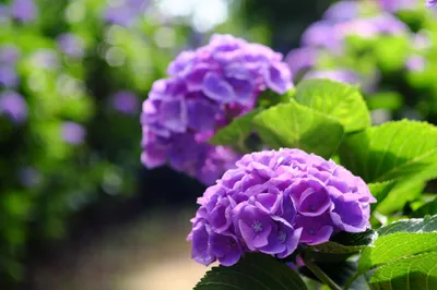 Close Vibrant Purple Hydrangea Flowers Nature Wallpaper 4K 2048x1365 Close-up, Hd, Wallpaper, Of, Vibrant, Purple, Hydrangea, Flowers, Soft, Depth, Field, Effect, White, Ultrawide, Full HD