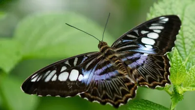 Vibrant Insect Wallpaper Animals Wallpaper 4K 3840x2160 Insect, Wings, Macro, Animal, Butterfly, Hd, Desktop, Wallpaper, Gray, Ultrawide, 4k