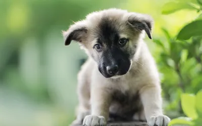 Radiant Cute Wallpaper Nature Wallpaper 4K 1920x1200 A, Cute, Puppy, With, Fluffy, Coat, Sits, Among, Green, Foliage, Capturing, Serene, Gray, White, Ultrawide, Full HD