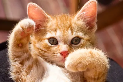 Cute Orange White Abstract Wallpaper 4K 2560x1706 A, Cute, Orange, And, White, Kitten, Playfully, Raising, Paws, Capturing, Adorable, Moment, Ultrawide, QHD
