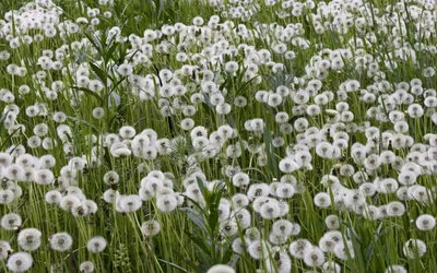 Calm Lush Wallpaper Abstract Wallpaper 4K 2560x1600 Hd, Pc, Desktop, Wallpaper, Featuring, A, Lush, Field, White, Dandelion, Seed, Heads, Gray, Ultrawide, QHD