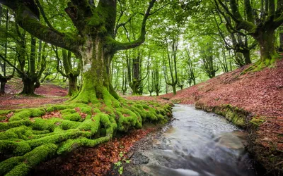 Nature Serene Stream Nature Wallpaper 4K 2560x1600 Hd, Nature, Desktop, Wallpaper, Featuring, A, Serene, Stream, Winding, Through, Lush, Moss-covered, Gray, Ultrawide, QHD