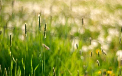 Serene Close Tall Grasses Nature Wallpaper 4K 1920x1200 A, Serene, Close-up, Of, Tall, Grasses, Swaying, Gently, Lush, Green, Field, Set, Gray, Ultrawide, Full HD