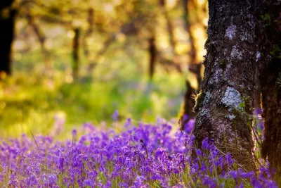 Sleek Vibrant Wallpaper Nature Wallpaper 4K 1920x1280 Hd, Pc, Desktop, Wallpaper, Featuring, Vibrant, Purple, Flowers, Blooming, Base, Tree, Sunlit, Orange, Landscape, Full HD