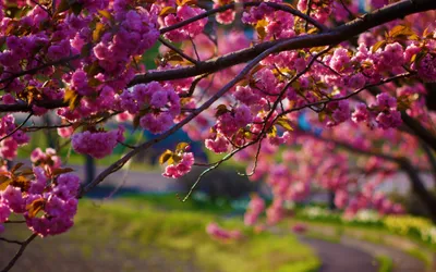 Close Vibrant Pink Nature Wallpaper 4K 3840x2400 Close-up, Of, Vibrant, Pink, Sakura), Blossoms, On, A, Branch, Captured, Ultra, Showcasing, Brown, Ultrawide, 4k