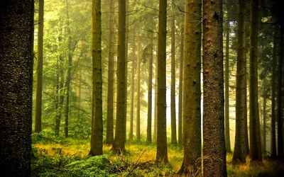 Serene Forest Tall Trees Nature Wallpaper 4K 2560x1600 Hd, Desktop, Wallpaper, Showcasing, A, Serene, Forest, With, Tall, Trees, Bathed, Soft, Black, Orange, White, Ultrawide, QHD