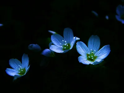 Nature Flower Nature Nature Wallpaper 4K 1920x1440 Nature, Flower, Hd, Desktop, Wallpaper, Background, Image, Red, Gray, Landscape, Full HD