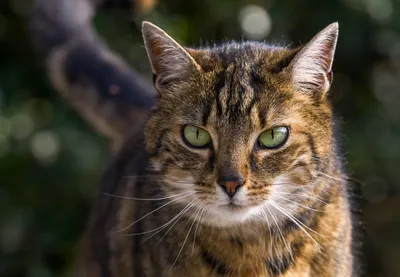 Stare Animal Cat Animals Wallpaper 4K 2880x1998 Stare, Animal, Cat, Hd, Desktop, Wallpaper, Background, Gray, Brown, Landscape, QHD