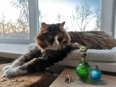 Long Haired Tabby Animals Wallpaper 4K 2000x1500 Long-haired, Tabby, Cat, Lounging, On, A, Windowsill, Cushion, Sunset, Green, Glass, Perfume, White, Gray, Landscape, Full HD