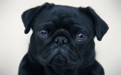Serene Black Wallpaper Black/Dark Wallpaper 4K 1920x1200 Hd, Wallpaper, Of, A, Black, Pug, With, Solemn, Expression, Against, Neutral, White, Ultrawide, Full HD