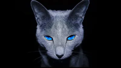 Dreamy Close Wallpaper Animals Wallpaper 4K 1920x1080 A, Striking, Hd, Wallpaper, Featuring, Close-up, Of, Gray, Cat, Captivating, Blue, Eyes, Ultrawide, Full HD