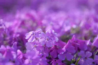 Close Vibrant Purple Flowers Nature Wallpaper 4K 2048x1368 Close-up, Of, Vibrant, Purple, Flowers, In, Full, Bloom, Creating, Serene, Nature, Scene, Gray, Landscape, Full HD