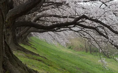 Dark Serene Wallpaper Nature Wallpaper 4K 1920x1200 Hd, Pc, Desktop, Wallpaper, Showcasing, A, Serene, Nature, Scene, Row, Blossoming, Cherry, Gray, Ultrawide, Full HD