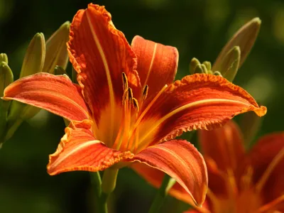 Vivid Vibrant Wallpaper Nature Wallpaper 4K 2048x1536 A, Vibrant, Orange, Daylily, Blooms, Gracefully, Showcasing, Intricate, Petals, Delicate, Details, Creating, Brown, Red, Landscape, Full HD