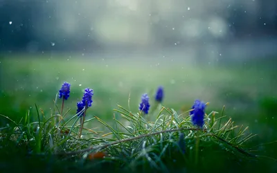 Serene Nature Delicate Nature Wallpaper 4K 1920x1200 A, Serene, Nature, Scene, Featuring, Delicate, Purple, Flowers, Amidst, Lush, Green, Grass, Gray, Ultrawide, Full HD