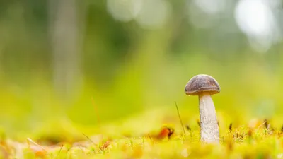 Sleek Nature Wallpaper Nature Wallpaper 4K 3840x2160 Nature, Fall, Mushroom, Hd, Desktop, Wallpaper, Background, Pink, Ultrawide, 4k