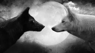 Two Wolves One Black White Space Wallpaper 4K 1920x1080 Hd, Desktop, Wallpaper:, Featuring, Two, Wolves, One, Black, White, Facing, Each, Other, Ultrawide, Full HD