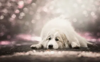Bokeh Depth Field Animal Dog Animals Wallpaper 4K 2000x1254 Bokeh, Depth, Of, Field, Animal, Dog, Hd, Desktop, White, Ultrawide, Full HD