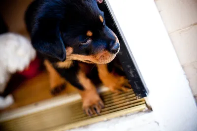 Curious Rottweiler Puppy Animals Wallpaper 4K 2800x1867 Curious, Rottweiler, Puppy, Peeking, Through, A, Doorway, In, Warm, Indoor, Light, Animal, White, Landscape, QHD