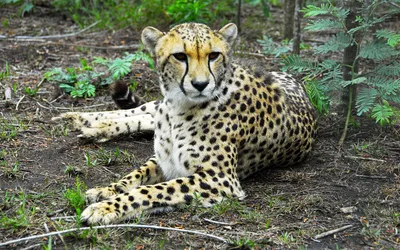 Cheetah Rests Among Wallpaper 4K, Abstract category