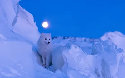 Bold Arctic Wallpaper Nature Wallpaper 4K 1920x1200 Hd, Desktop, Wallpaper, Featuring, An, Arctic, Fox, In, Snowy, Landscape, Full, Moon, Red, Pink, Ultrawide, Full HD
