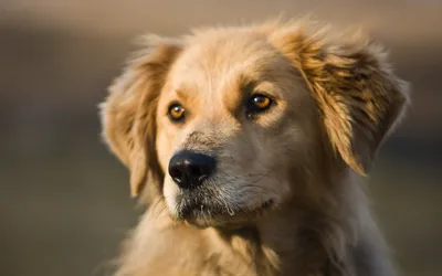 Close Golden Dog Expressive Eyes Animals Wallpaper 4K 1920x1200 A, Close-up, Of, Golden, Dog, With, Expressive, Eyes, Captured, Warm, Light, Serves, Gray, Ultrawide, Full HD