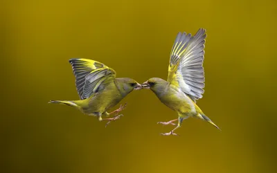 Golden Two Wallpaper Abstract Wallpaper 4K 1920x1200 Hd, Wallpaper, Of, Two, Finches, Mid-flight, Their, Beaks, Touching, Against, Smooth, Yellow, Brown, Purple, Ultrawide, Full HD