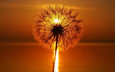 Epic Dandelion Wallpaper Nature Wallpaper 4K 1920x1200 Hd, Desktop, Wallpaper:, Of, A, Dandelion, Silhouetted, Against, Vibrant, Orange, Sunset, Sky, Brown, Ultrawide, Full HD