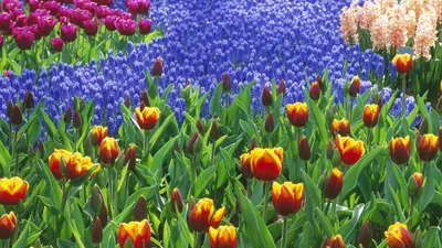 Dark Vibrant Wallpaper Nature Wallpaper 4K 1920x1080 Vibrant, Hd, Desktop, Wallpaper, Featuring, A, Lush, Field, Flowers, Striking, Orange, Yellow, Red, Ultrawide, Full HD