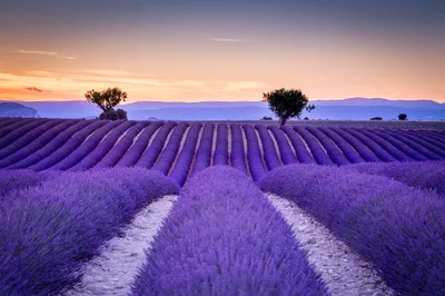 Serene Landscape Fields Vibrant Lavender Nature Wallpaper 4K 2048x1365 A, Serene, Landscape, Featuring, Fields, Of, Vibrant, Lavender, Flowers, Tree, Silhouettes, Against, White, Ultrawide, Full HD