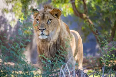 Dark Majestic Wallpaper Animals Wallpaper 4K 2048x1365 A, Majestic, Lion, Stands, Amidst, Lush, Greenery, Showcasing, Powerful, Presence, Stunning, Serves, Gray, Ultrawide, Full HD