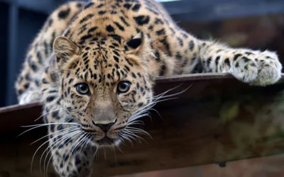 Serene Leopard Wallpaper Space Wallpaper 4K 2560x1600 Hd, Desktop, Wallpaper, Showing, A, Leopard, With, Striking, Spots, Intently, Staring, While, Gray, Ultrawide, QHD