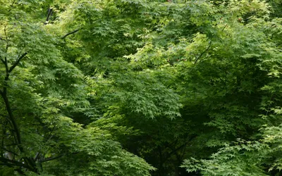 Crisp Lush Wallpaper Nature Wallpaper 4K 2560x1600 Lush, Green, Trees, Fill, A, Vibrant, Forest, Captured, Desktop, Showcasing, Beauty, Nature, Brown, Gray, Ultrawide, QHD