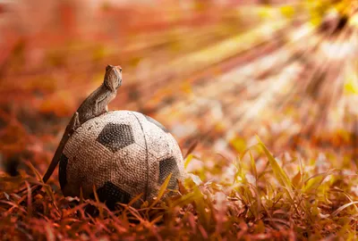 Lizard Perched Weathered Soccer Ball Animals Wallpaper 4K 2048x1384 A, Lizard, Perched, On, Weathered, Soccer, Ball, Amidst, Vibrant, Grass, Illuminated, Warm, Gray, Orange, Brown, Landscape, Full HD