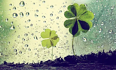 Radiant Nature Wallpaper Nature Wallpaper 4K 1891x1135 Nature, Hd, Pc, Desktop, Wallpaper, And, Background, Two, Clover, Seedlings, Emerging, Soil, White, Ultrawide