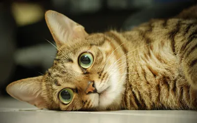 Calm Close Wallpaper Animals Wallpaper 4K 1920x1200 Hd, Desktop, Wallpaper, Featuring, A, Close-up, Of, Relaxed, Tabby, Cat, Lying, Down, Gray, Ultrawide, Full HD