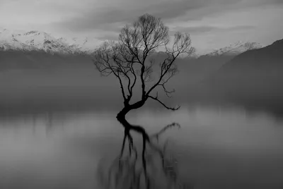 Vivid Black Wallpaper Nature Wallpaper 4K 6000x4023 Black, And, White, 4k, Ultra, Hd, Image, Of, Solitary, Tree, Standing, Calm, Gray, Landscape