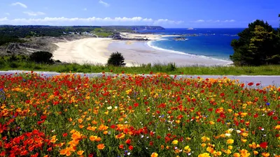 Moody Nature Wallpaper Nature Wallpaper 4K 1920x1080 Hd, Pc, Desktop, Wallpaper, And, Background, Nature, Beach, Scene, Colorful, Wildflower, Meadow, Pink, Gray, Ultrawide, Full HD