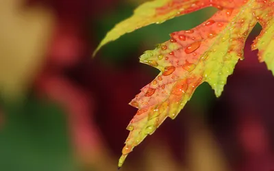 Close Vibrant Leaf Wallpaper 4K, Nature category