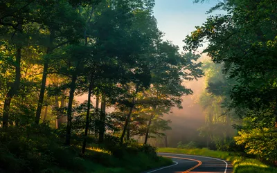 Golden Summer Wallpaper Nature Wallpaper 4K 1920x1200 Hd, Pc, Wallpaper, Summer, Forest, With, Sunlit, Trees, Winding, Man-made, Road, Disappearing, Pink, Gray, Ultrawide, Full HD