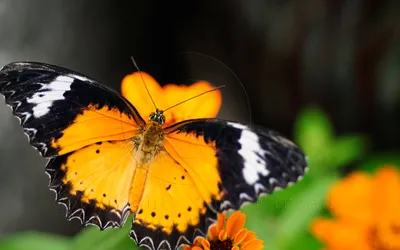 Close Vibrant Orange Animals Wallpaper 4K 2880x1800 Close-up, Of, A, Vibrant, Orange, Black, And, White, Butterfly, Animal, Perched, Flower, Purple, Yellow, Ultrawide, QHD